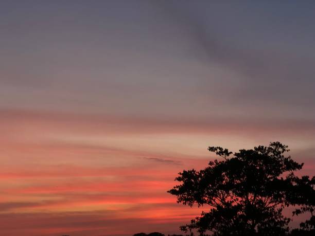 istock beautiful twilight sky with tree silhouette 1345824790