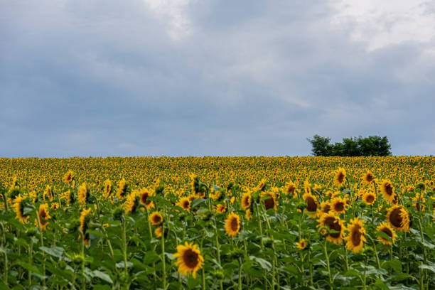 istock Field with Sunflowers 1345824865