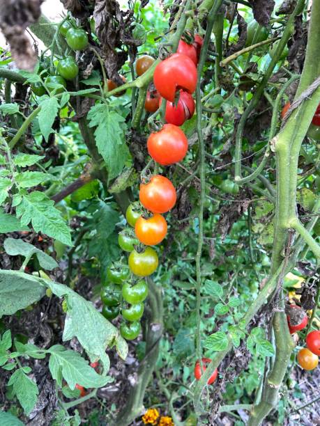 istock Ripe and colourful tomatoes on the vine. 1345826105