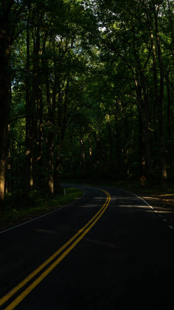 istock Shenandoah National Park Sun by Trees 1345826132