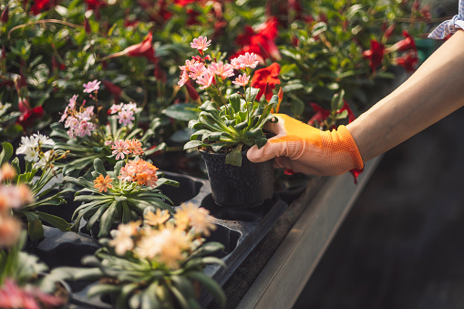 Unrecognizable person hand wearing orange gardening gloves picking out the prettiest flower from the nursery at the greenhouse.