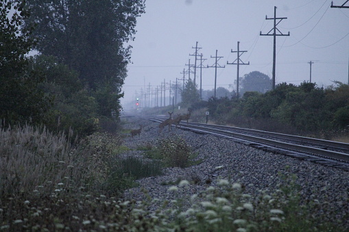 Deer on railroad tracks