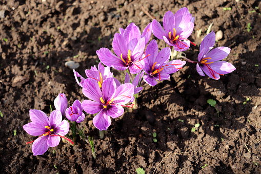 View of blooming flowers crocus sativus growing in an organic garden. In October, the saffron is usually perfect for harvesting. Food concept.
