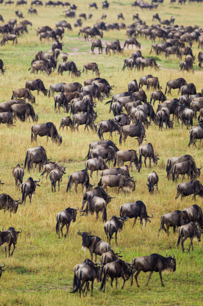 istock Blue Wildebeest crossing the Mara River during the annual migration in Kenya 1345827474