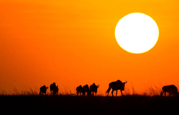 gnus azuis ao pôr do sol cruzando o masai mara durante a migração anual no quênia - 1781 - fotografias e filmes do acervo