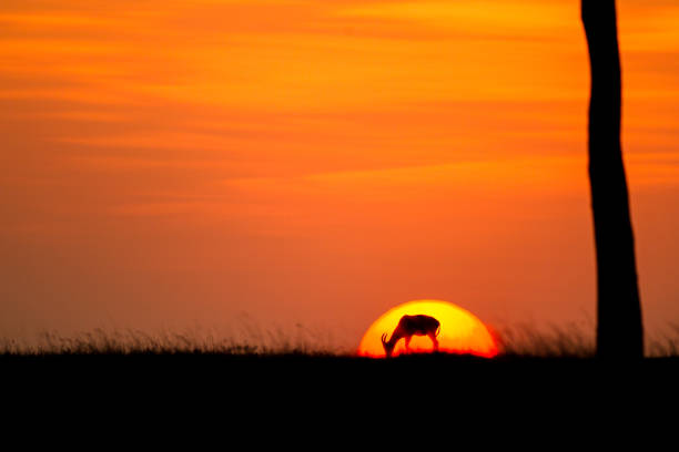 topi antelope grazing on the masai mara against the setting sun in kenya - masai mara national reserve masai mara topi antelope imagens e fotografias de stock