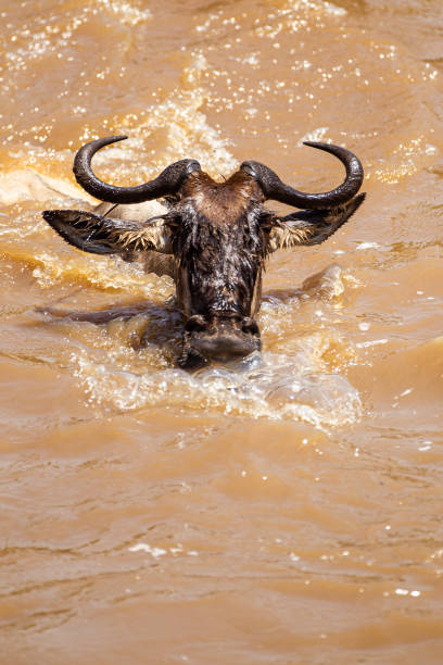 istock Blue Wildebeest crossing the Mara River during the annual migration in Kenya 1345827571