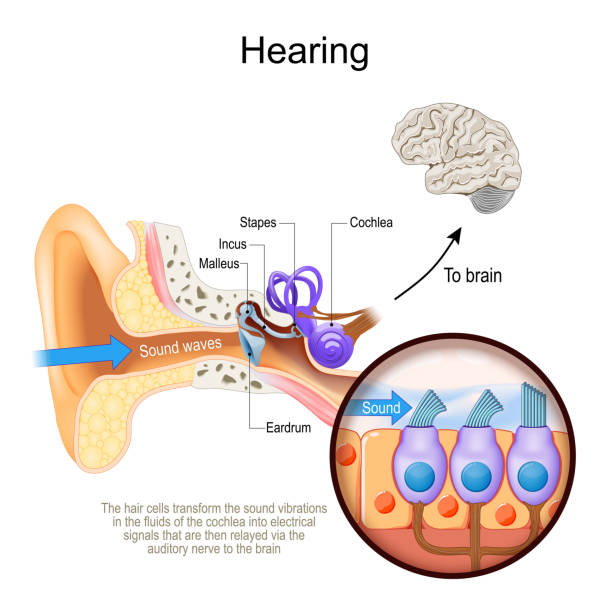 illustrazioni stock, clip art, cartoni animati e icone di tendenza di udito. sezione trasversale dell'orecchio umano con cochlea. - timpani