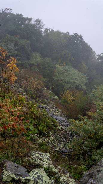 istock Shenandoah National Park Colorful Vegetation 1345828479