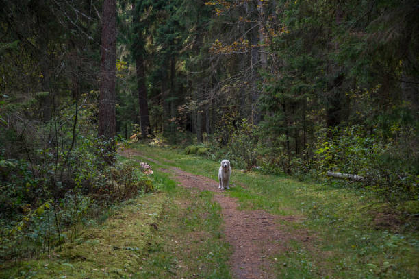 istock White Golden Retriever on a Forest Path in the Woods 1345828872
