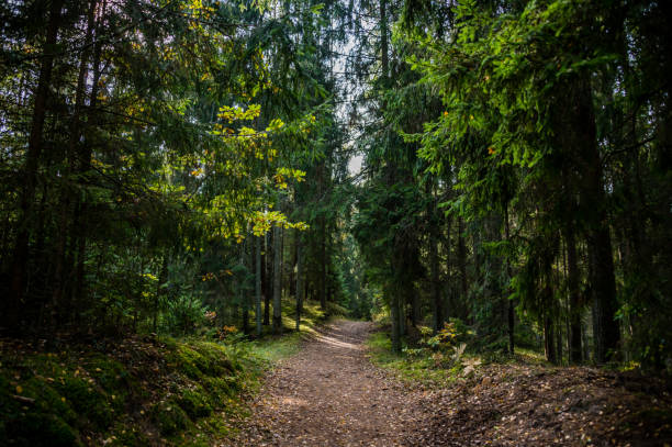 istock Trail in a Forest in Autumn with Fall Foliage in Latvia 1345829409