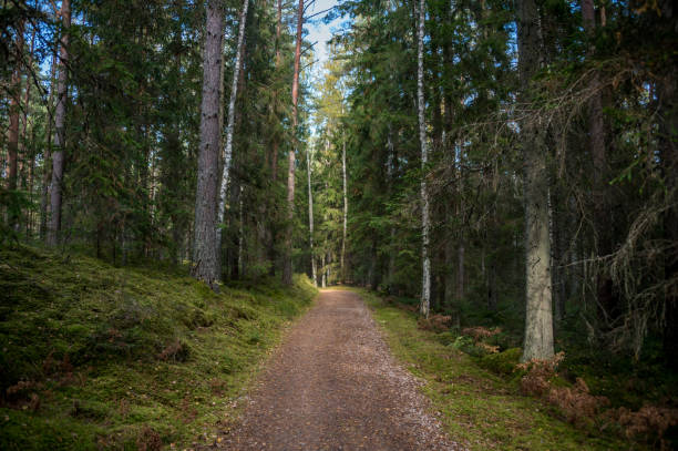 istock Trail in a Forest in Autumn with Fall Foliage in Latvia 1345829507