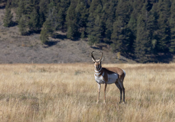 istock Pronghorn Antelope Buck in Autumn 1345829627