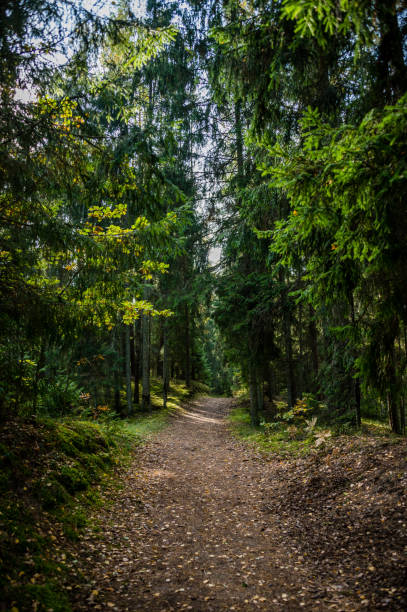 istock Trail in a Forest in Autumn with Fall Foliage in Latvia 1345830055