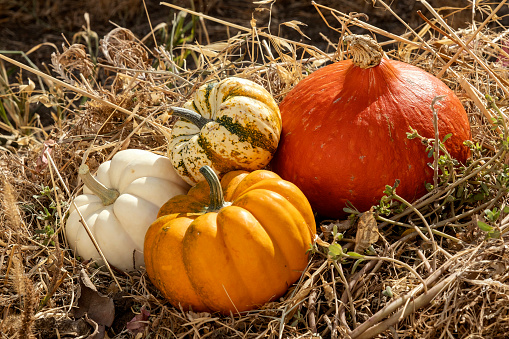 a pumpkin decorated on halloween