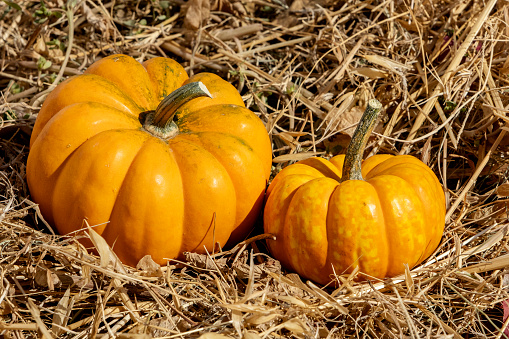 Closeup of two pumpkins in green grass. Copy space.