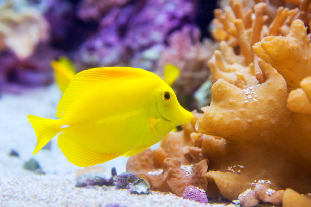yellow tang fish Zebrasoma flavesenes yellow tang fish Zebrasoma flavesenes on artificial reef grunt fish photos stock pictures, royalty-free photos & images