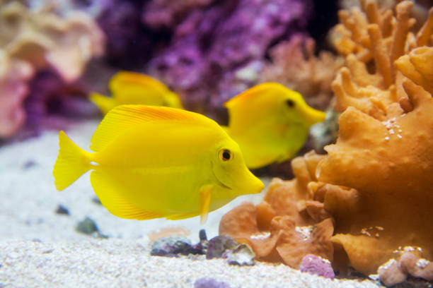 istock yellow tang fish Zebrasoma flavesenes 1345831392