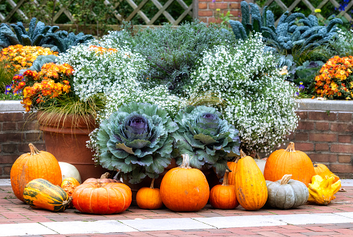 Plants and gourds in autumn