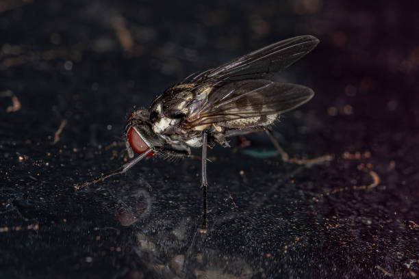 istock Adult Muscoid Fly 1345835227