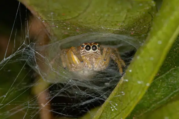 Photo of Small Jumping Spider