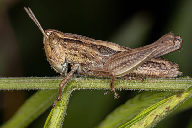 istock Adult Stridulating Slant-faced Grasshopper 1345835324