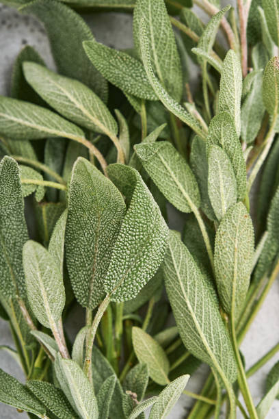 istock Sage fresh green leaves. Herb sage abstract texture background. Nature concepts. Soft and selective focus. Texture. Mock up. 1345835471