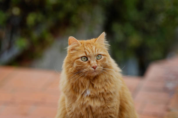 istock Red Cat with green eyes 1345835857