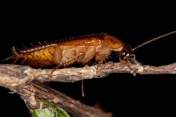 istock Adult Wood Cockroach 1345835900