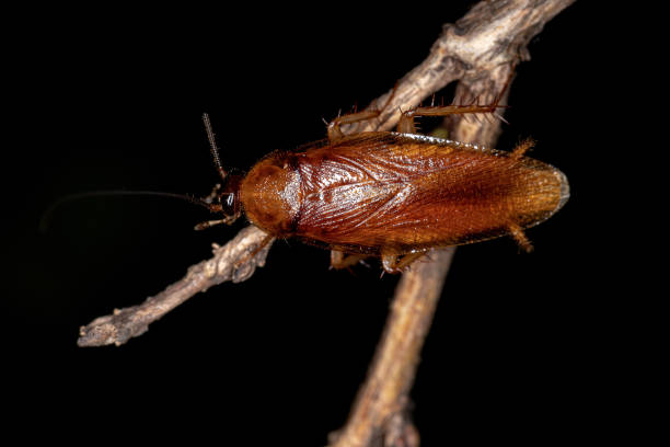 istock Adult Wood Cockroach 1345835901