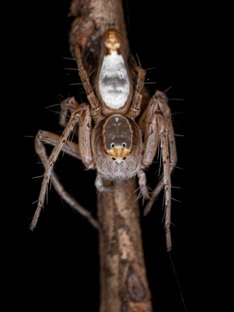 istock Female Adult Lynx Spider 1345835928