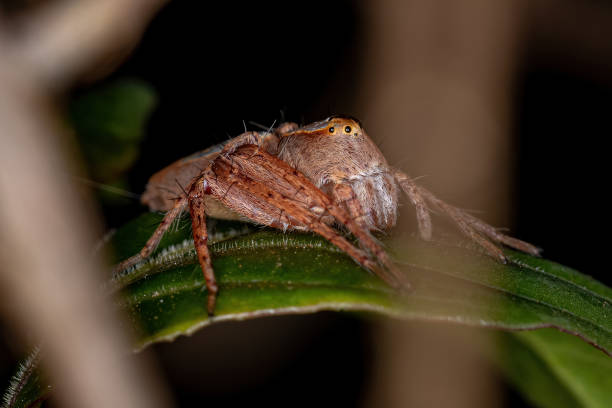 istock Female Adult Lynx Spider 1345835943