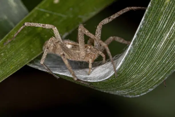 Female Adult Running Crab Spider of the Family Philodromidae protecting your eggs