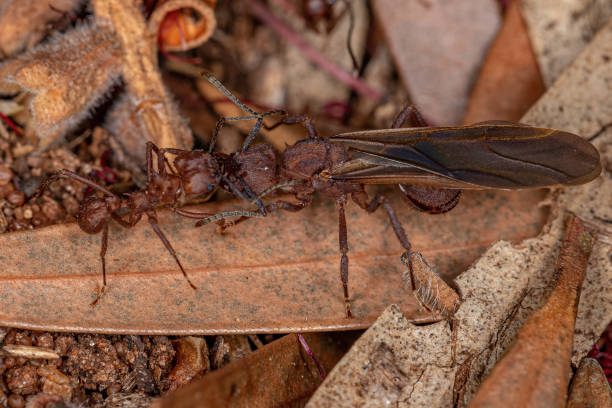 istock Adult Acromyrmex Leaf-cutter Ant 1345836569