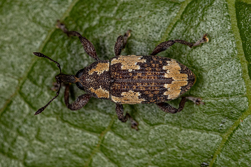 Adult True Weevil of the Family Curculionidae