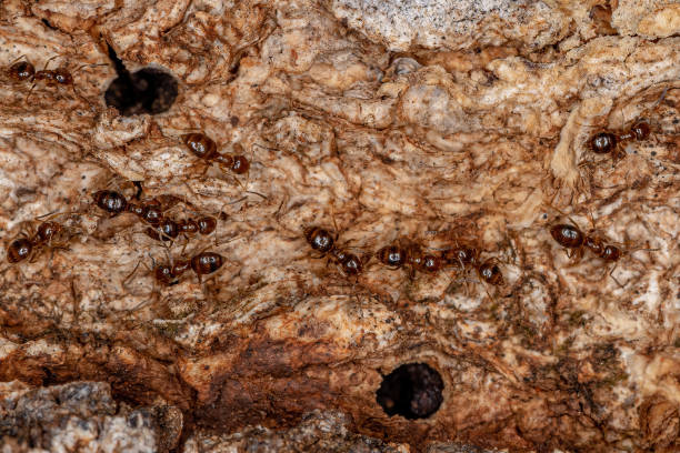 istock Small Adult Rover Ant 1345836650