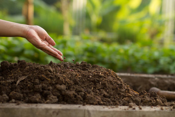 istock Seed sowing on soil at garden. 1345836747