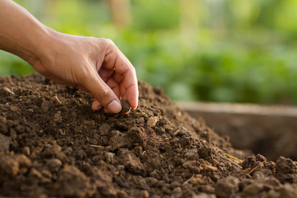 istock organic soil for planting plant 1345836803