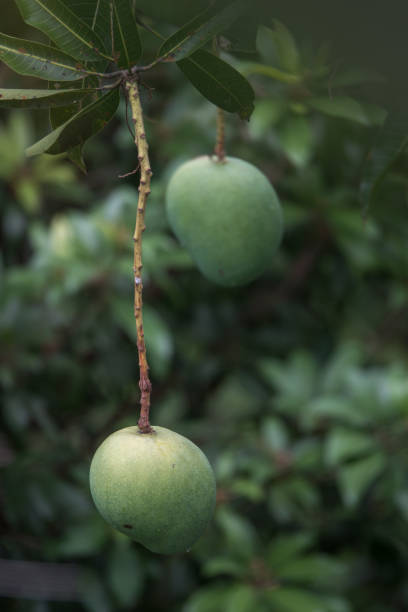 istock a beautiful view of malgoa mango hanging on a mango tree 1345836983