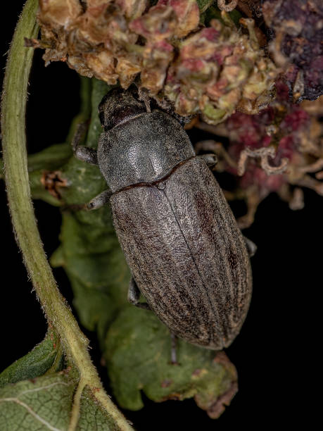 istock Adult Darkling Beetle 1345837077