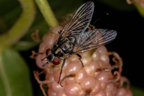 Adult House Fly of the Genus Stomoxys