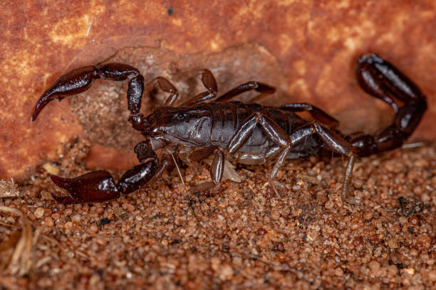 istock Adult Black Scorpion 1345837111