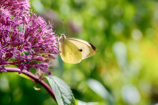 Macro of a Cabbage butterfly on a pink Eupatorium flower