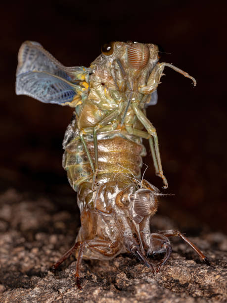 istock Adult Giant Cicada 1345837402