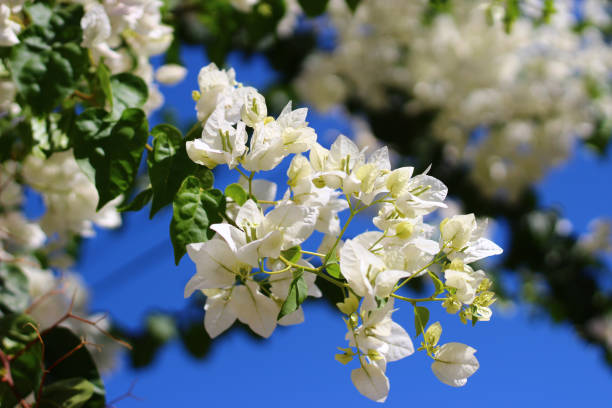 istock Bougainvillea Flowers - Backgrounds 1345837927