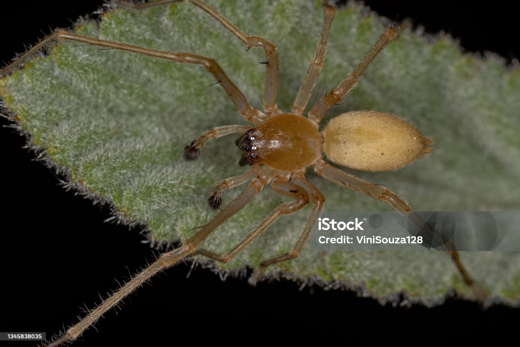Adult Male Longlegged Sac Spider Adult Male Longlegged Sac Spider of the Genus Cheiracanthium Sac Stock Photo