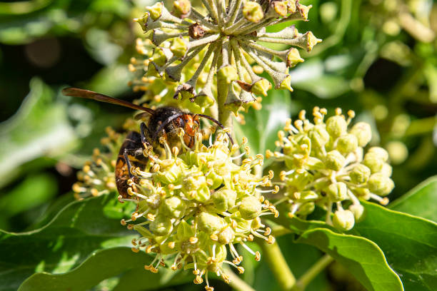 istock Hornet on a flower 1345838058