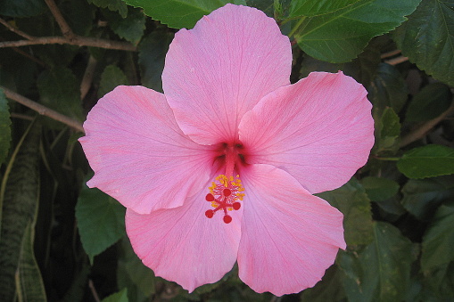 Close up photo of individual showy pink Hibiscus flower blossom. Botany details shown include stigma, style, anther, filament, stamen and petals. Outdoors in natural setting. No people in picture.