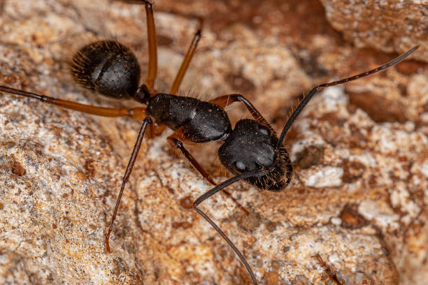 istock Adult Female Carpenter Ant 1345838391