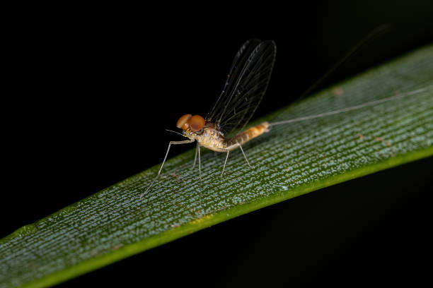 dorosły samiec mayfly - baetis zdjęcia i obrazy z banku zdjęć